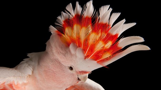 This Joel Sartore image of a pink cockatoo at Parrots in Paradise in the Glass House Mountains was the inspiration for the Brisbane 2032 emblem.