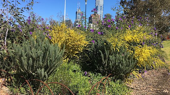 The woody meadow at Birrarung Marr, Melbourne was one of two pilot plots planted nine years ago