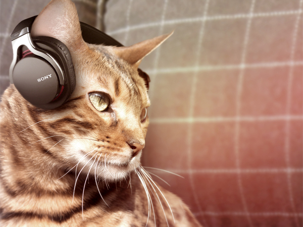 The Best Pet Tech, Tested by CNET Editors