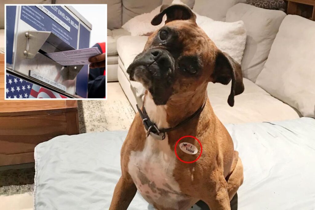 New humiliation for California dog mom who registered her pet Boxer to vote