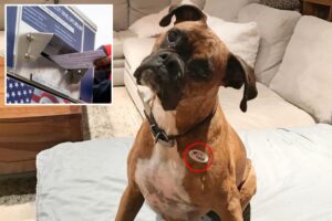 New humiliation for California dog mom who registered her pet Boxer to vote