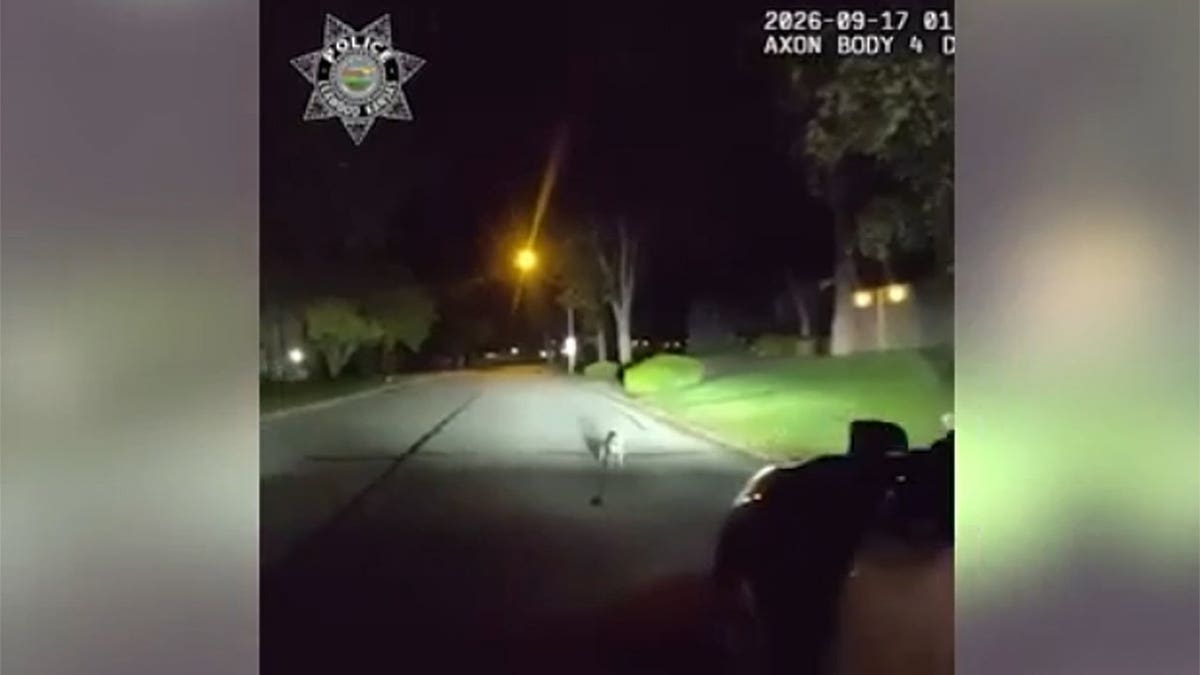 Bodycam video shows police encountering dog in road in Kansas