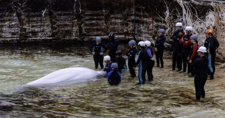Another Marineland whale dies at Shedd Aquarium in Chicago