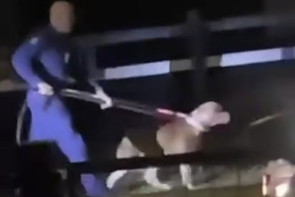 Police caught one of the dogs on Friday night. The other was found sleeping on Saturday morning. 