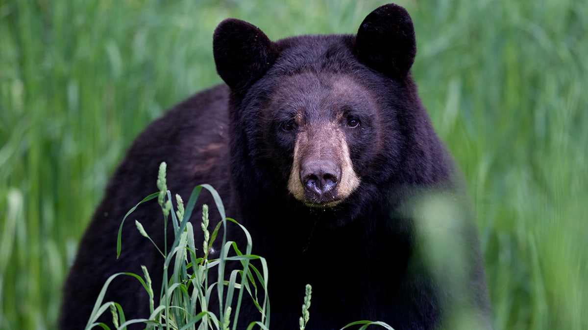 Black bear in the grass