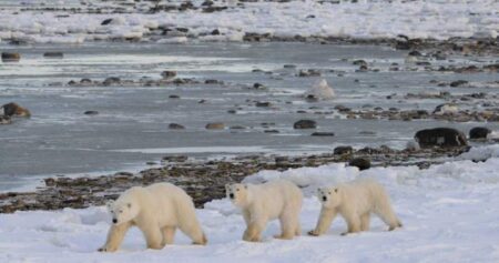 Polar bear arrival in Manitoba town prompts safety concerns, conservation opportunity