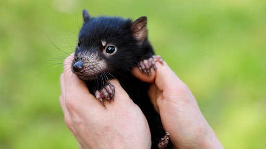 Tasmanian devils such as this pup are considered at risk from the virus, due to their foraging habits.