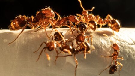 Red fire ants found in Sydney’s inner west at the Enfield Intermodal Logistics Centre