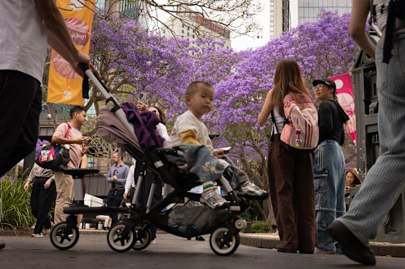 The trees, which are native to Brazil, flower usually reach their peak in November.