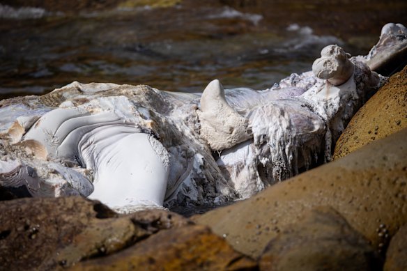 The humpback is believed to have died some time ago.
