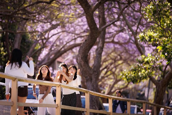 The council will monitor the blooms on McDougall Street and close the road at the height of flowering season.