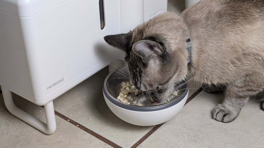 neakasa-riko-smart-pet-feeder-on-desk-with-prepared-meal-and-cat-investigating.jpg