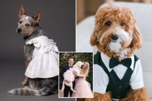 $300 doggie wedding gowns debut in the first David’s Bridal pet wedding collection: ‘They are family’