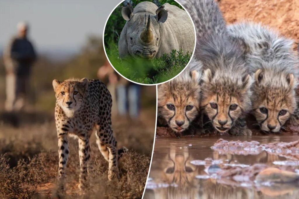 Paw patrol: Inside the only reserve in Africa where you can walk with wild cheetahs
