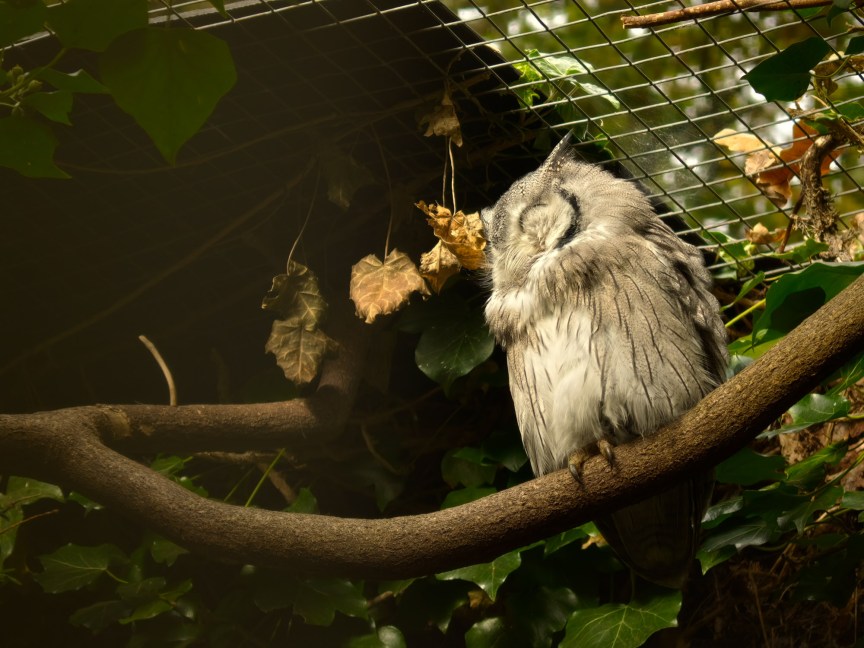 Image of an owl on a branch