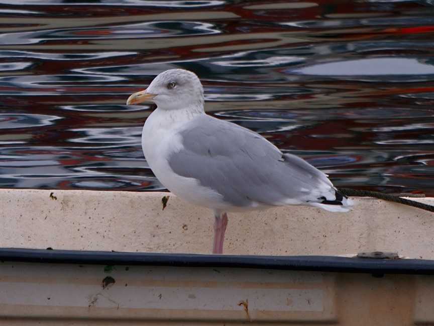 Image of a seagull on a boat