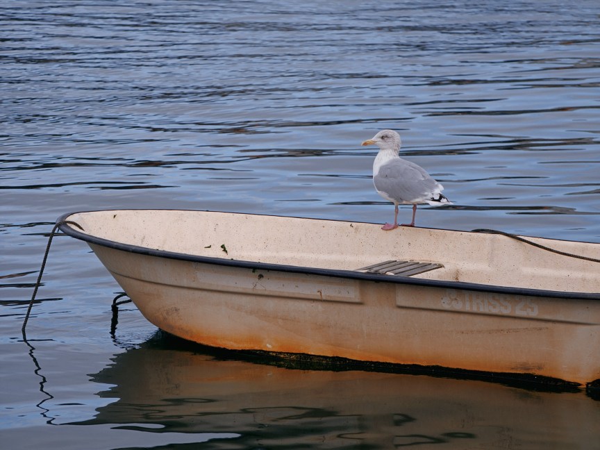 Image of a seagull sitting on a boat