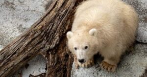Polar bear cub ready for visitors at Winnipeg zoo, as poll opens for his name