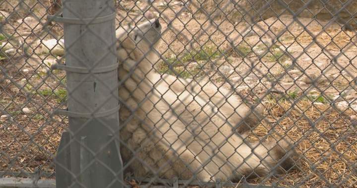 The poll-ar bear results are in, Winnipeg zoo reveals cub’s new name